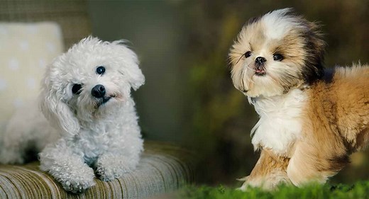 Maltese Shih Tzu Mix - Malshi Breed Traits and Care