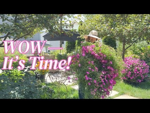 Saying goodbye to summer and creating 4 Containers for Fall 🍂 | Zone 7B