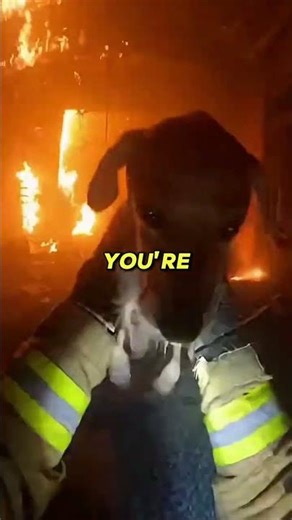 Firefighter Rescues White Labrador At The Last Second!