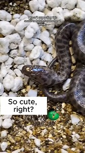 29K views · 512 reactions |  Children's Python complete Hatching Process! 離 | The Molinaro Snake Lab | Facebook
