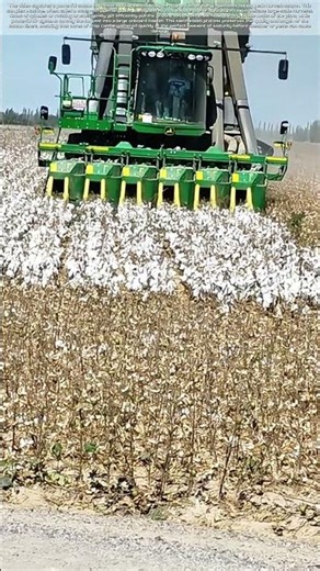 Harvesting White Gold: How a Cotton Stripper Transforms a Field