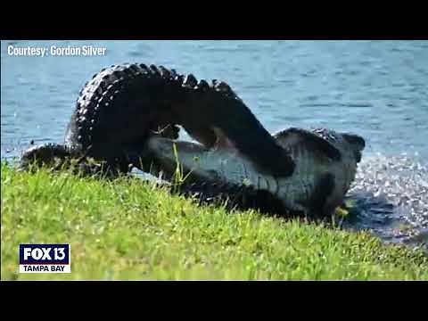 Large alligators wrestle in Florida backyard as mating season gets underway