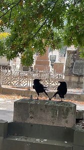 4.5M views · 35K reactions | Love is in the air; find yourself a person that will hold hands with you like these two crows.  #Animals #Crows | Animalistic | Facebook