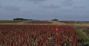 The new T&B Dual gives you maximum control in the field, allowing you to independently control two dogs at once. Learn more & shop 👇 https://www.dogtra.com/tb-dual | Dogtra