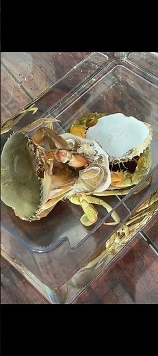 Crab Molting Process | Fascinating Nature Learning #CrabMolting #NatureLearning #MarineLife