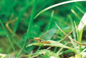 Marching Orders: Unlocking the Secrets of Eastern March Browns  - Fly Fisherman