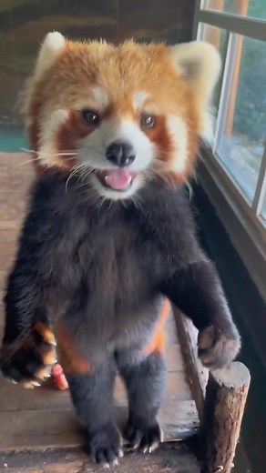 littlepanda6487 on TikTok