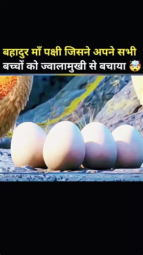 Brave Mother Bird Saves Chicks from Volcano Eruption