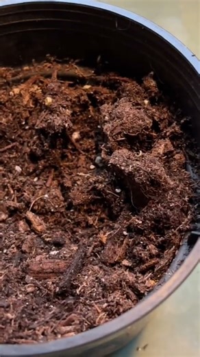 I Can’t Believe This Grows a New String of Hearts 😱🌱 #stringofhearts #plantpropagation #planttok