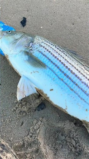 California Surf Fishing: An Epic Adventure