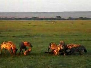 Hyenas eat wildebeest alive. (PART 2)