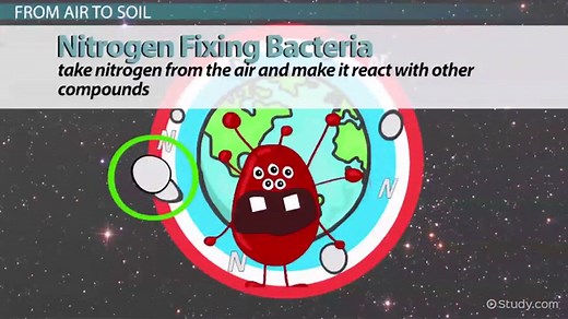 Nitrogen Fixing Bacteria | Definition, Role & Examples