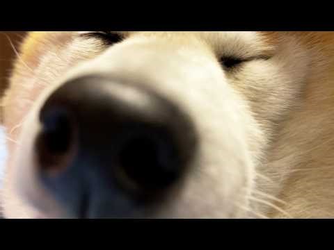 Listen to a Shibe's snort from the SS seats