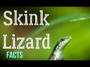 Skink Lizard Facts, Characteristics of Skink Lizard