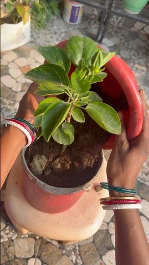 Planting Hibiscus at Home | My 10+ Hibiscus Varieties Collection 🌺 #hibiscusplant #homegardening