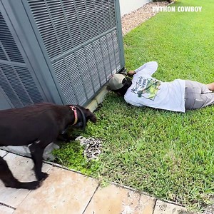 108K views · 2.5K reactions | An iguana shot under an air conditioner today, turning a quick chase into a problem-solving mission. Great training moment for Trouble. She had to use her nose, stay calm, and figure it out. These invasive iguanas are clever, but Trouble’s getting smarter every day! | Python Cowboy Hunts | Facebook