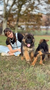 45 reactions | German Shepherd’s are renowned for their extreme...