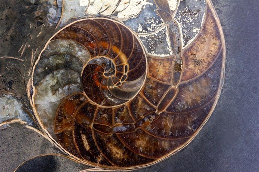 What is Fibonacci Day & why the “golden ratio” is everywhere