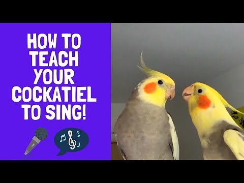 How to Teach Your Cockatiel to Sing! | TheParrotTeacher