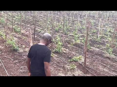 Passion Fruit Farming with Drip Irrigation
