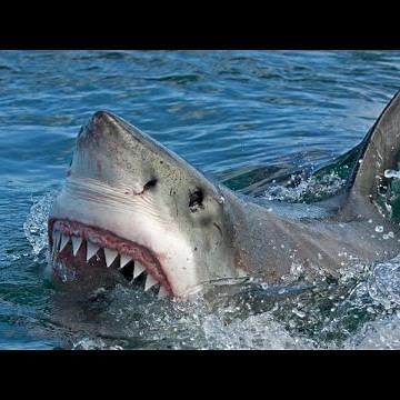 Meet the great white shark | Oceana