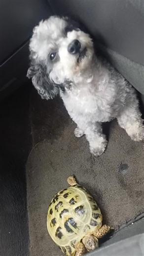 Helen Wagner 🐕 Dog Groomer on Instagram: "Bonbon and Bob enjoying a car ride 😊 #tortoise #dogs #poochon #Bob #bonbon"