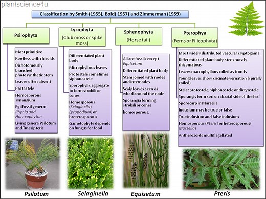 Classification of Pteridophytes by Smith (1955), Bold (1957) and Zimmerman (1959)