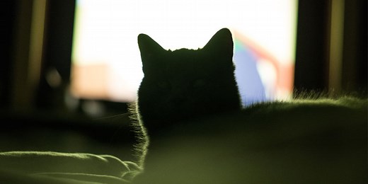 Six Greatest Cat TV Commercials of All Time | World's Best Cat Litter®