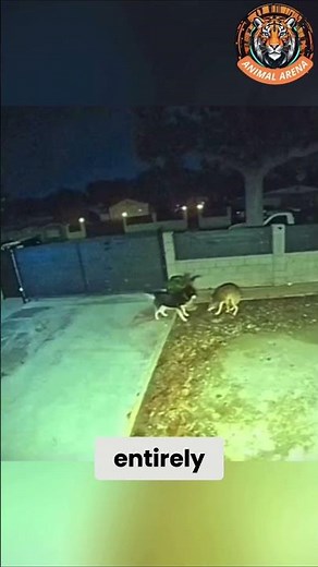 Husky vs Coyote: A Shocking Backyard Encounter!