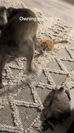 Understanding the Zoomies of Silken Windhounds