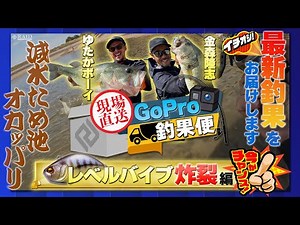 現場直送!GoPro釣果便!!『レベルバイブ炸裂編』【金森 隆志】【ゆたかボーイ】