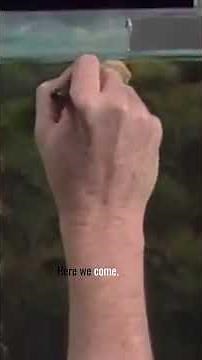 Bob Ross shows you how to add branches and foliage to your painting