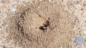 15 Ways to Get Rid of Ant Hills (Naturally or Chemically)