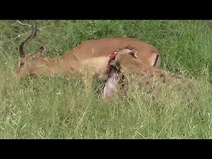 Hyena eating impala alive