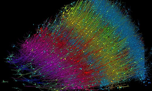 The Brain - Harvard University