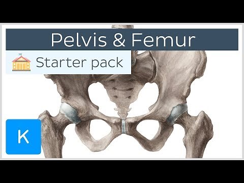 Pelvis (Hip bone) and Femur - Human Anatomy | Kenhub