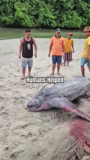 This Endangered Turtle Was Trapped After a Storm…