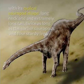 Diplodocus || Double-beamed dinosaur! Description!