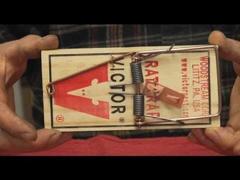 Controlling Rats with a Snap Trap - Prune Like a Pro