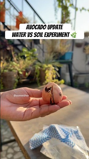 Avocado Update 🥑 What Happened to My Seeds in Water & Soil! 🌱 #gardening #shorts