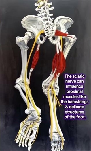 The course of the sciatic nerve and its function throughout the lower limbs. #sciatica #backpain