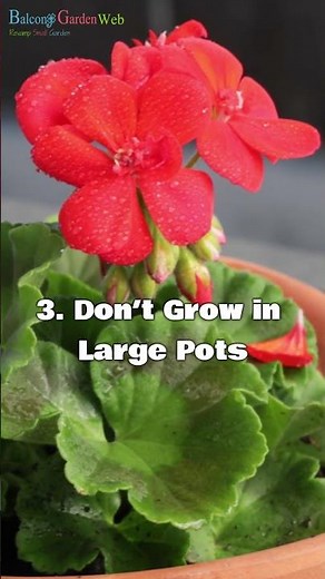 6 Quick Tips to Keep Geraniums Blooming