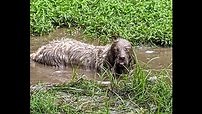 2.9K views · 52 reactions | This adorable Golden Retriever has a blast rolling in a mud pit - head first! Bath time coming up! | Rumble Dogs | Facebook