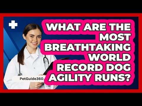 What Are The Most Breathtaking World Record Dog Agility Runs? - PetGuide360.com