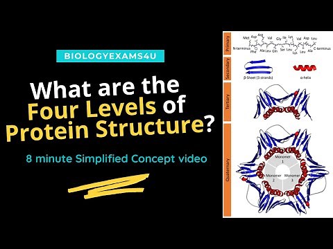 4 Levels of Protein Structure explained with example