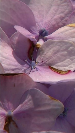 How To Change Hydrangea Color