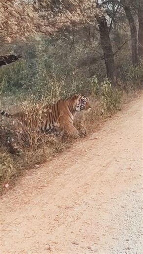 Jungle Safari Adventure India 🌄 | Nature Lovers ke liye Must Watch|Big Male Tiger sighting hui|