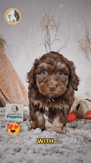 Say hello to Maple, the F1b Cockapoo boy with warm caramel curls, bright eyes, and a heart as sweet as syrup! 🐾🍁 Hypoallergenic, affectionate, and full of playful charm, Maple is the perfect little companion for snuggles, fun, and everyday joy. He’s gentle, loyal, and always ready to brighten your world — whether it’s cuddle time on the couch or zoomies across the room. Maple is pure puppy sweetness from head to tail. 🐶✨ Comes with: ✅ Direct Home Delivery ✅ 24/7 Lifetime Vet Support ✅ Microch