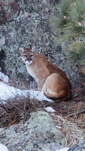 Good Bull Guided Tours on Instagram: "A mountain lion keeps watch over her mule deer cache while her cubs stay hidden in the timber. #photography #wildlife #nature #reels #foryoupageシ #wildanimals #mountainlion #colorado"
