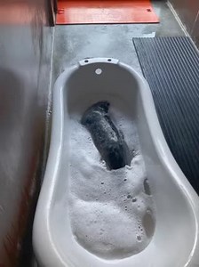 5.4M views · 5.1K reactions | Sandy Skate practicing self care識 | Seal Rescue Ireland | Facebook